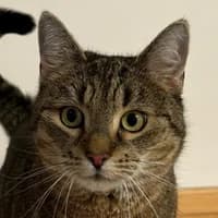 Cheesy, female Domestic Shorthair for adoption at Bremer Tierschutzverein e.V., Bremen