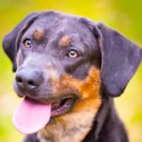 Thor, male 3yo Labrador Retriever for adoption at Tierheim Bremen, Bremen