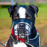 Hugo, male 6yo Presa Canario for adoption at Tierheim Bremen, Bremen