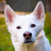 Ghost, male 7yo Husky for adoption at Tierheim Bremen, Bremen