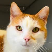 Mazo, male Mixed Breed Cat for adoption at Tierheim Bremen, Bremen