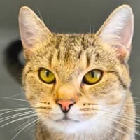 Pandora, female puppy Mixed Breed Cat for adoption at Tierheim Bremen, Bremen