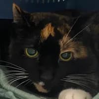 Susi, female senior Mixed Breed Cat for adoption at Tierheim Bremen, Bremen
