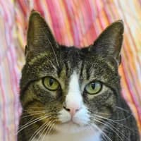 Tiger, male Domestic Shorthair for adoption at Bremer Tierschutzverein e.V., Bremen