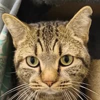 Bardok, male Mixed Breed Cat for adoption at Bremer Tierschutzverein e.V., Bremen