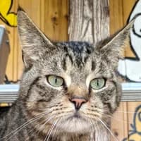 Moritz, male Mixed Breed Cat for adoption at Bremer Tierschutzverein e.V., Bremen