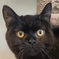 Michel, male Mixed Breed Cat for adoption at Tierheim Bremen, Bremen