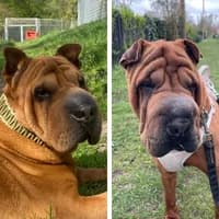 Ashley und Hera, female Shar Pei for adoption at Tierheim Bremen, Bremen