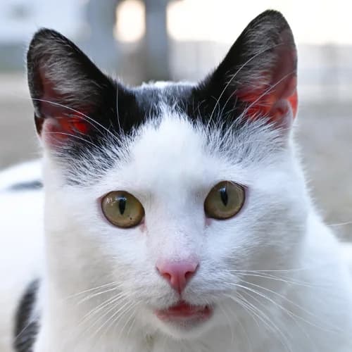 Domian, male Mixed Breed Cat for adoption at Bremer Tierschutzverein e.V., Bremen