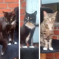 Aegon Rhaenys und Visenya, Mixed Breed Cat for adoption at Bremer Tierschutzverein e.V., Bremen