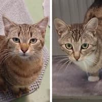 Joshi und Freddy, male Mixed Breed Cat for adoption at Bremer Tierschutzverein e.V., Bremen