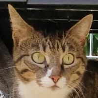 Loretta, female Mixed Breed Cat for adoption at Bremer Tierschutzverein e.V., Bremen