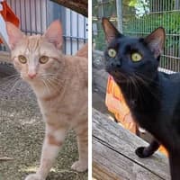 Ron und Harry, male Mixed Breed Cat for adoption at Bremer Tierschutzverein e.V., Bremen