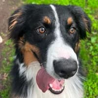 Cuppa, male Australian Shepherd for adoption at Bremer Tierschutzverein e.V., Bremen