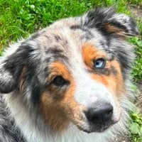 Lenny, male Australian Shepherd for adoption at Bremer Tierschutzverein e.V., Bremen