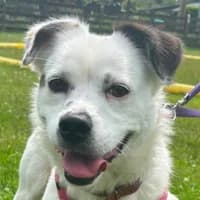 Pepe, male Mixed Breed for adoption at Bremer Tierschutzverein e.V., Bremen
