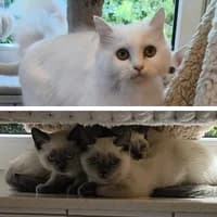 Tinkerbell und Kinder, Mixed Breed Cat for adoption at Bremer Tierschutzverein e.V., Bremen