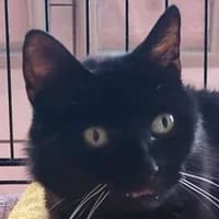 Nokia Endpflegestelle, female Mixed Breed Cat for adoption at Bremer Tierschutzverein e.V., Bremen