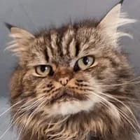 Clarence Endpflegestelle, male Persian for adoption at Bremer Tierschutzverein e.V., Bremen