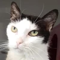 Tante Wu Endpflegestelle, female Mixed Breed Cat for adoption at Bremer Tierschutzverein e.V., Bremen