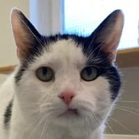 Piet Endpflegestelle, male Mixed Breed Cat for adoption at Bremer Tierschutzverein e.V., Bremen