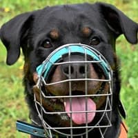 Bonny, female Rottweiler for adoption at Bremer Tierschutzverein e.V., Bremen