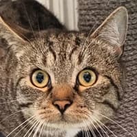 Begbie, male Mixed Breed Cat for adoption at Bremer Tierschutzverein e.V., Bremen