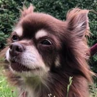 Durian, female Chihuahua for adoption at Bremer Tierschutzverein e.V., Bremen