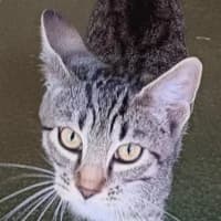 Ricola, female Mixed Breed Cat for adoption at Bremer Tierschutzverein e.V., Bremen
