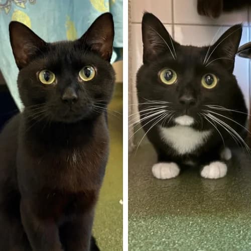 Ernie und Elmo, male Mixed Breed Cat for adoption at Bremer Tierschutzverein e.V., Bremen