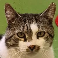 Olek, male Mixed Breed Cat for adoption at Bremer Tierschutzverein e.V., Bremen