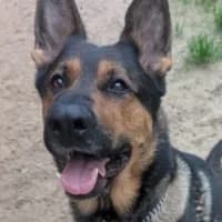 Schneckbert, male German Shepherd for adoption at Bremer Tierschutzverein e.V., Bremen