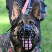 Ozzy Osbourne, male German Shepherd for adoption at Bremer Tierschutzverein e.V., Bremen