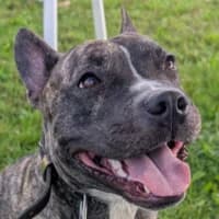 Rambo-Ramon-Reiner, male Bull Terrier for adoption at Bremer Tierschutzverein e.V., Bremen