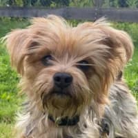 Gismo, male Yorkshire Terrier for adoption at Bremer Tierschutzverein e.V., Bremen