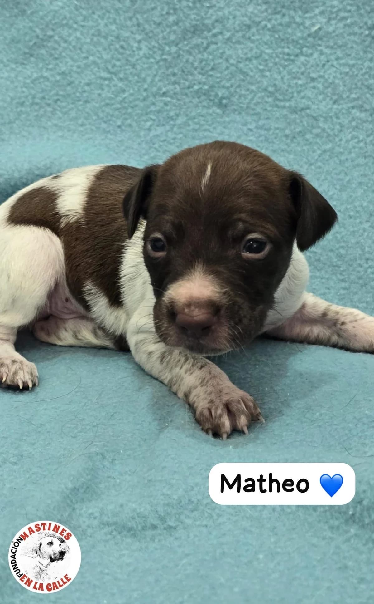 9 Welpen mit M, female Mixed Breed for adoption at Bretonen in Not e.V., Moschheim