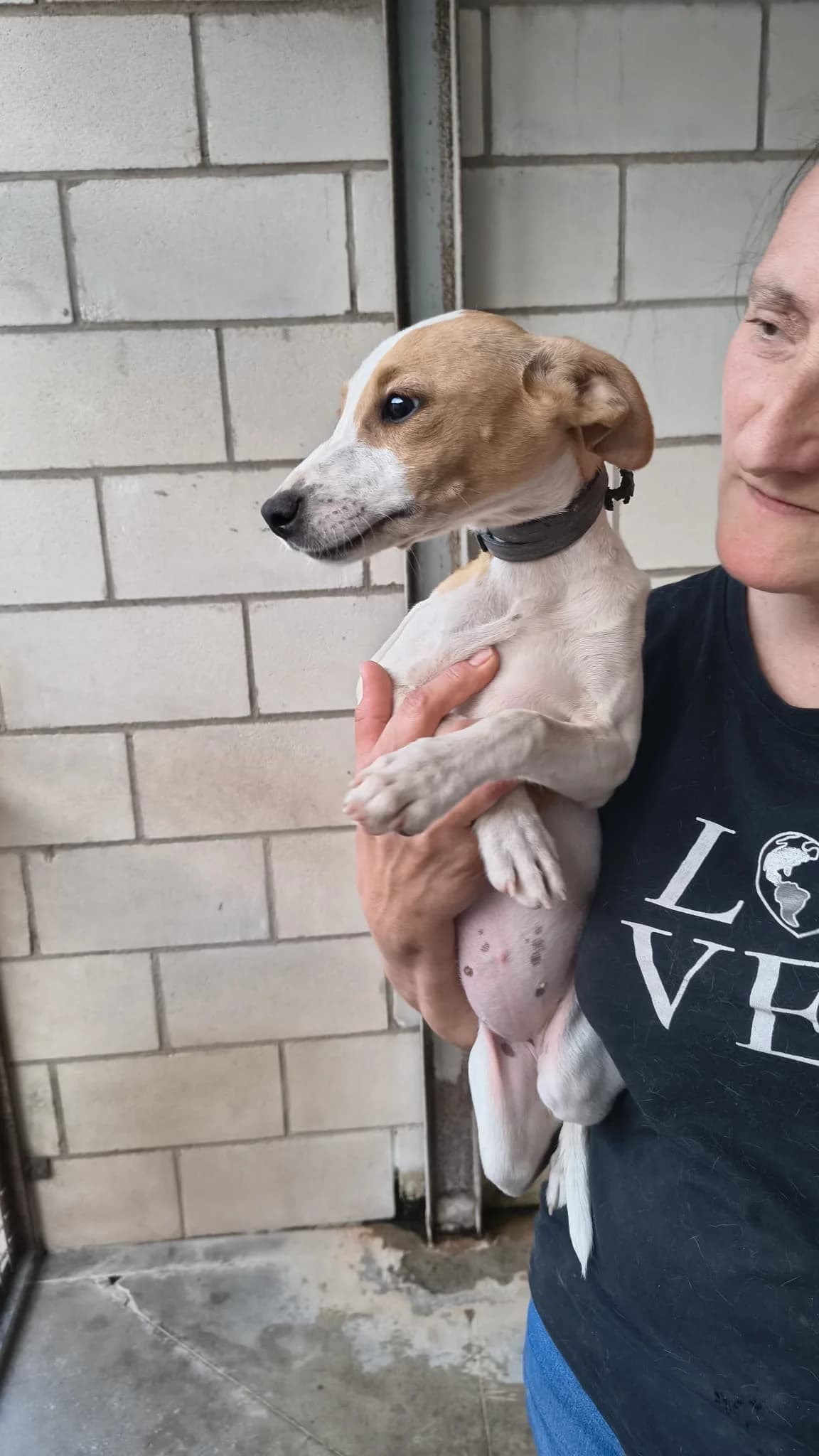 Alex, female puppy Podenco for adoption at Bretonen in Not e.V., Moschheim