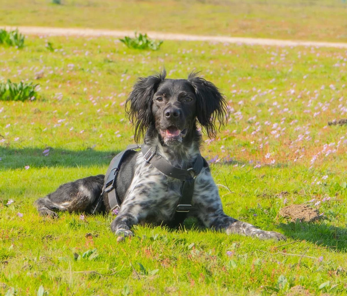 Bala, male young mixed breed for adoption at Bretonen in Not e.V., Moschheim