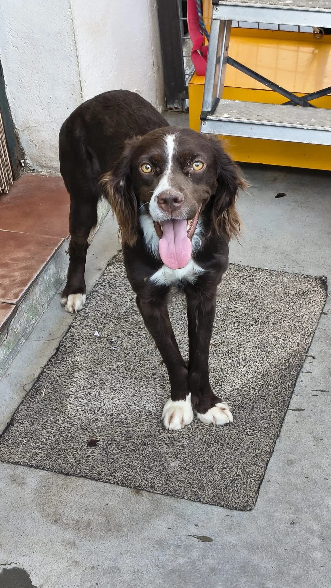 Belinda, female 5yo mixed breed for adoption at Bretonen in Not e.V., Moschheim
