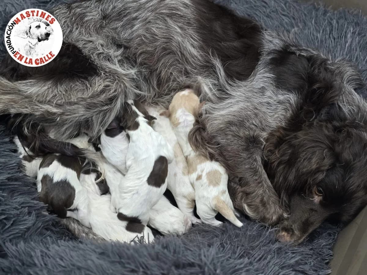 Bella 2 und ihre Welpen, female Brittany Spaniel for adoption at Bretonen in Not e.V., Moschheim