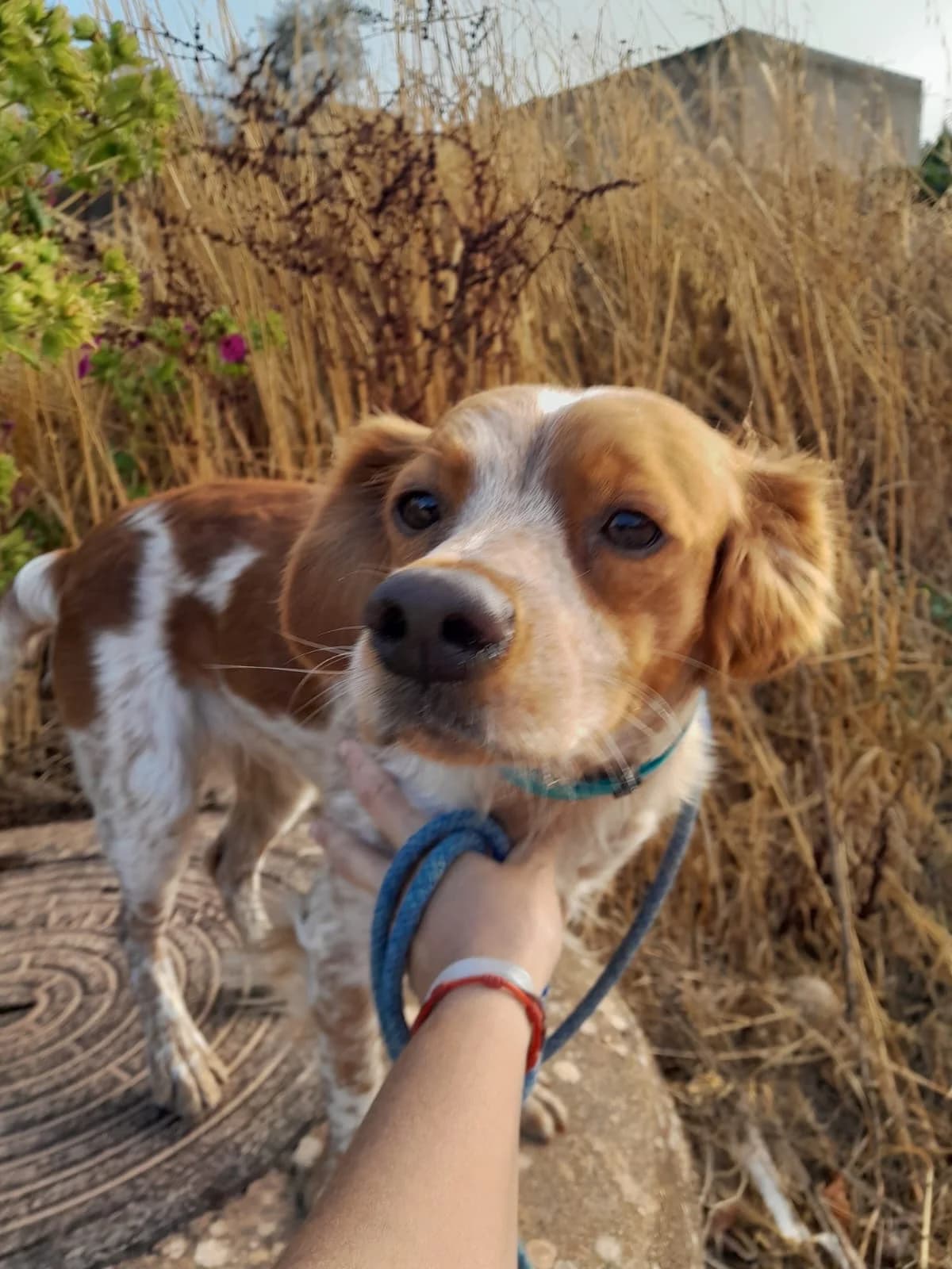 Bella, female mixed breed for adoption at Bretonen in Not e.V., Moschheim