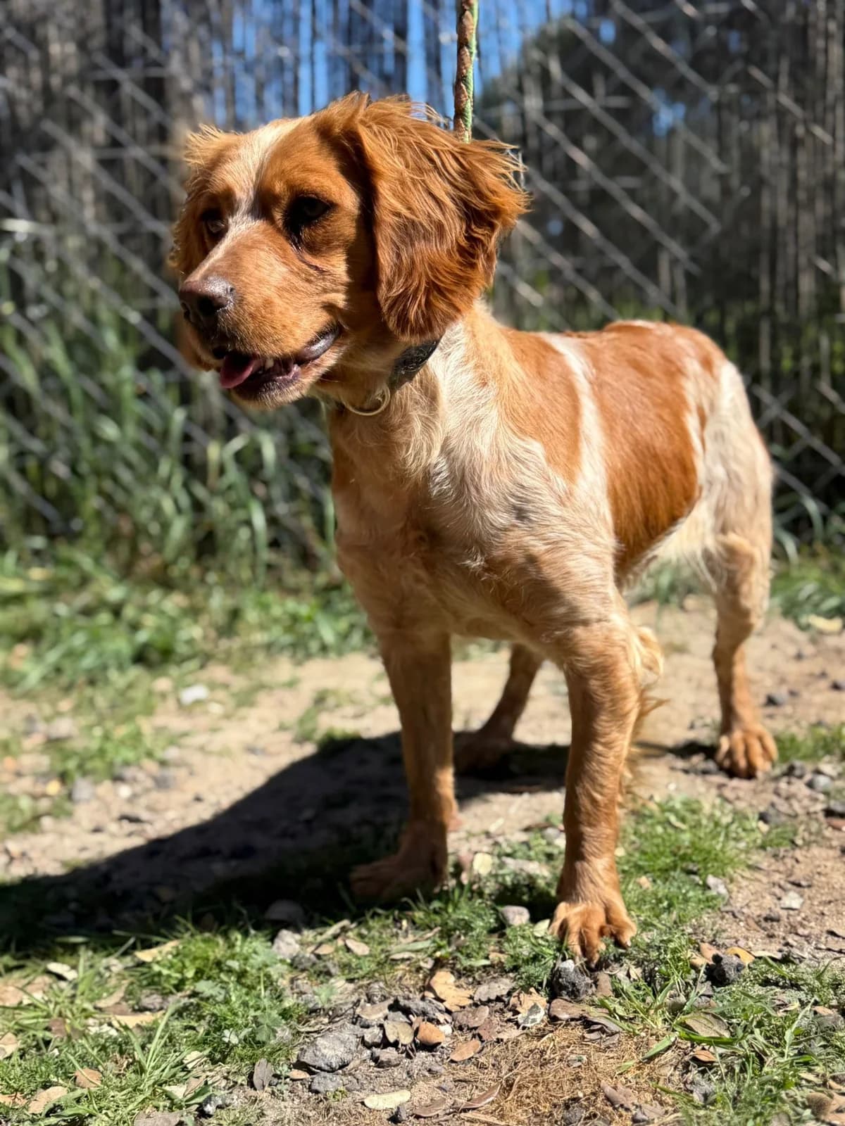 Biela, female 3yo Brittany Spaniel for adoption at Bretonen in Not e.V., Moschheim