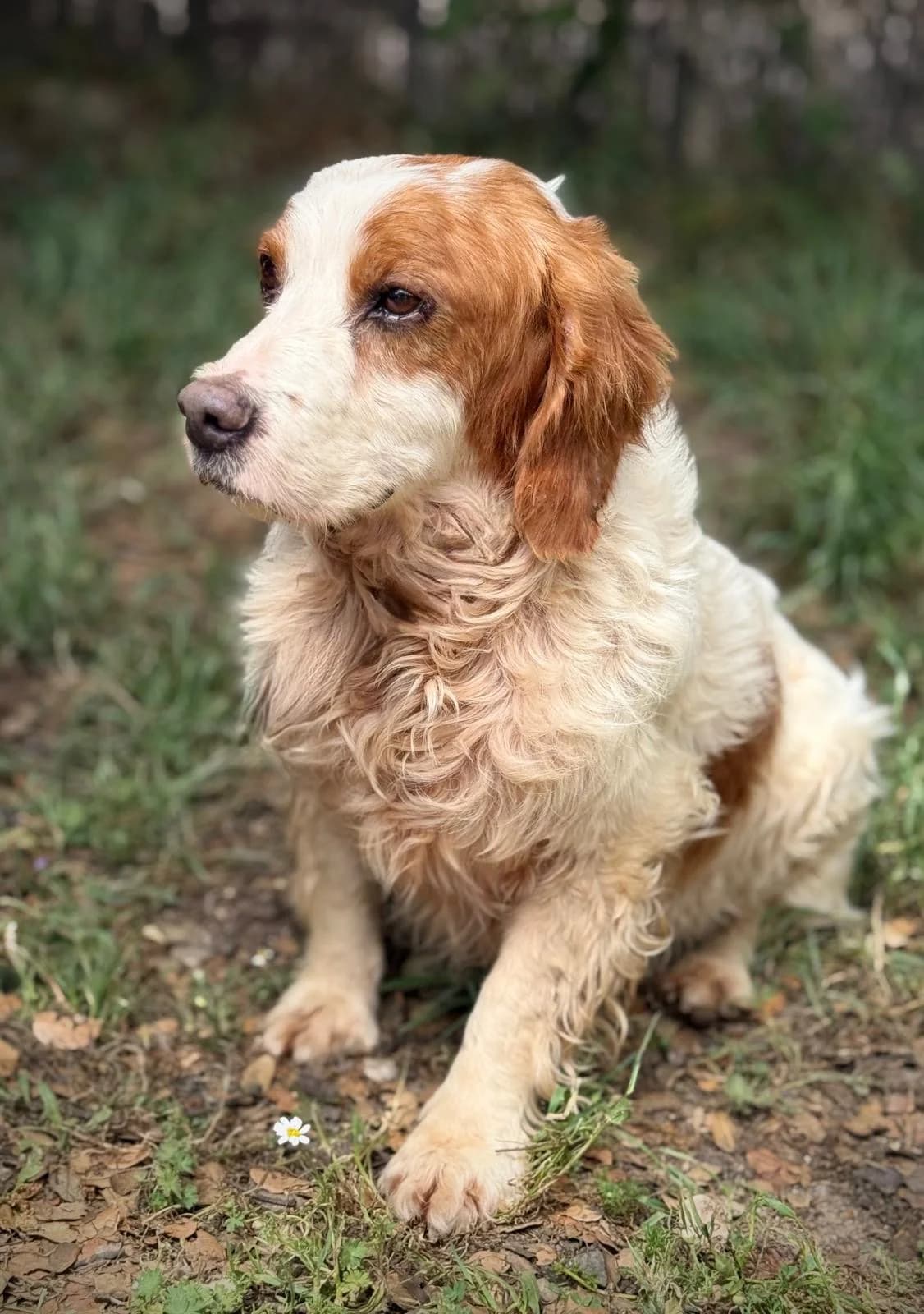 Boro, male senior mixed breed for adoption at Bretonen in Not e.V., Moschheim