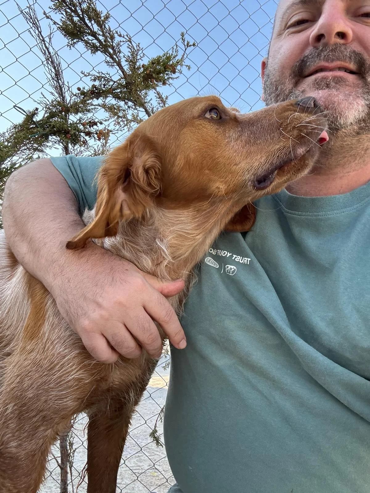 Brandon jetzt Tiago, male young Brittany Spaniel for adoption at Bretonen in Not e.V., Moschheim