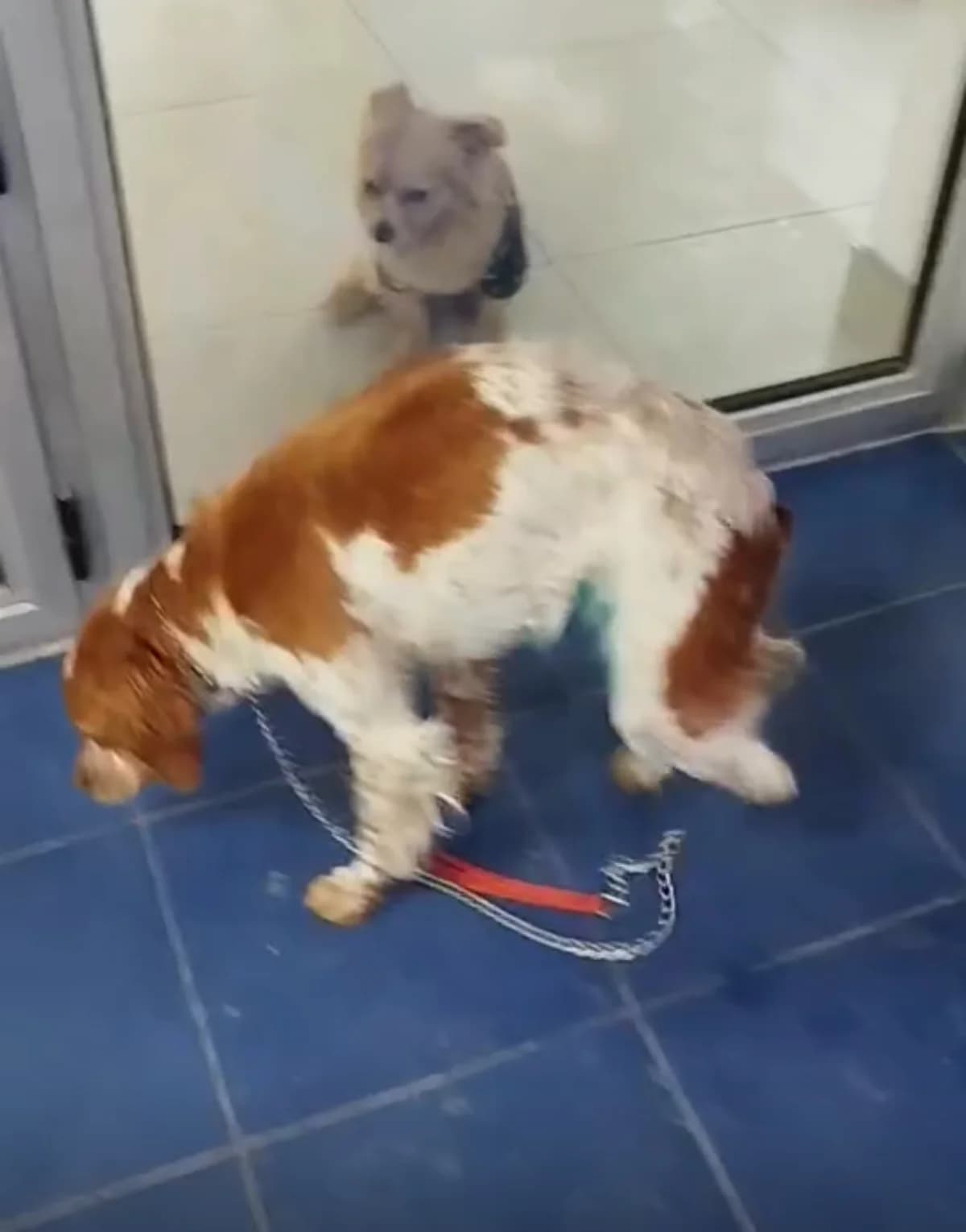 Brita- Notfall, female mixed breed for adoption at Bretonen in Not e.V., Moschheim