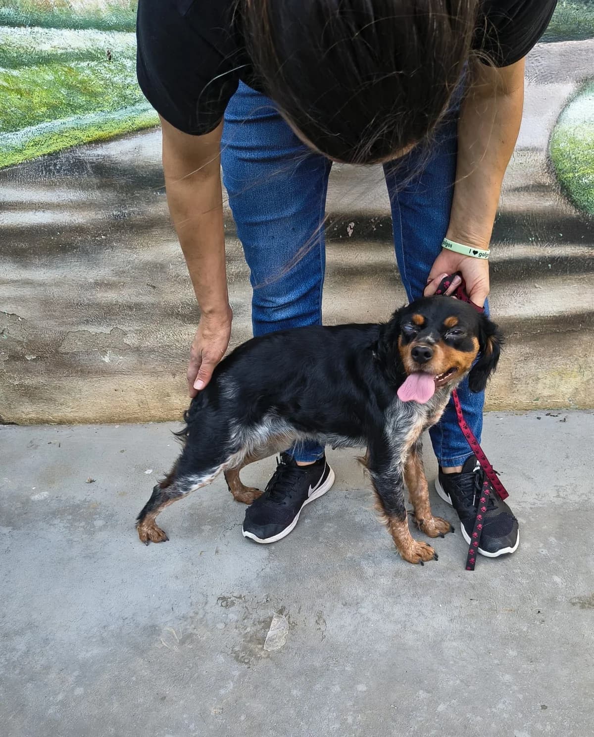 Burbuja, female mixed breed for adoption at Bretonen in Not e.V., Moschheim