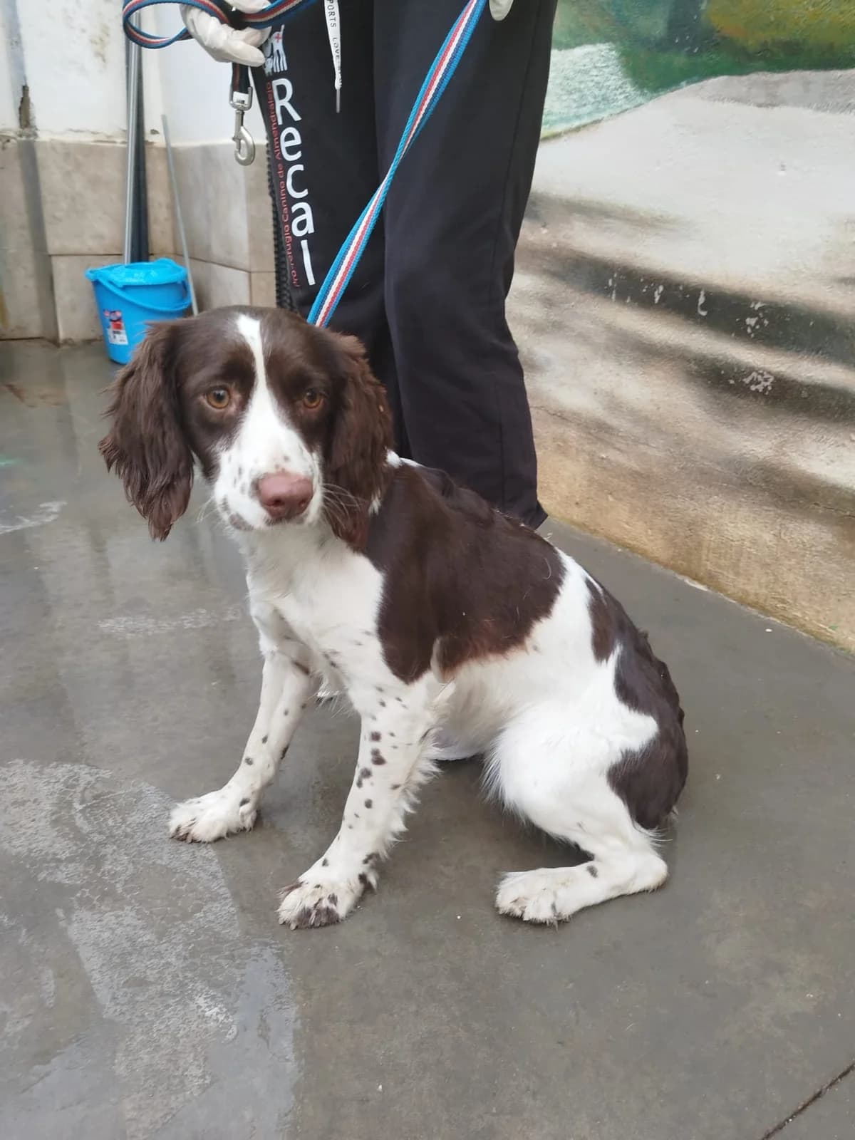Daniela, female mixed breed for adoption at Bretonen in Not e.V., Moschheim