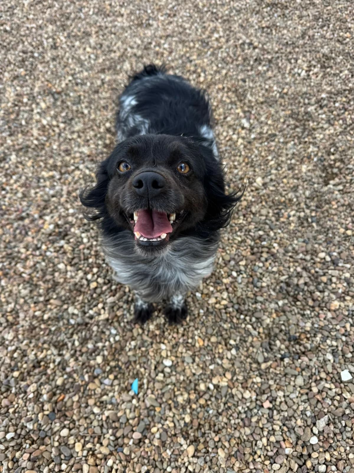 Jade, female Brittany Spaniel for adoption at Bretonen in Not e.V., Moschheim