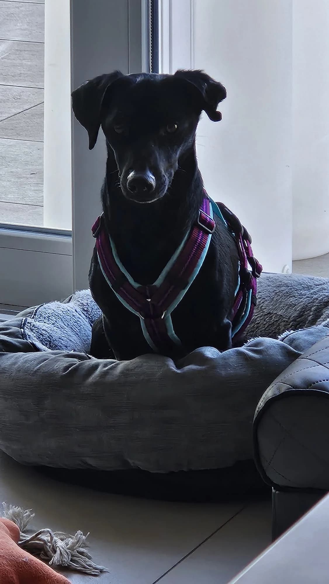 Jani, female Mixed Breed for adoption at Bretonen in Not e.V., Moschheim