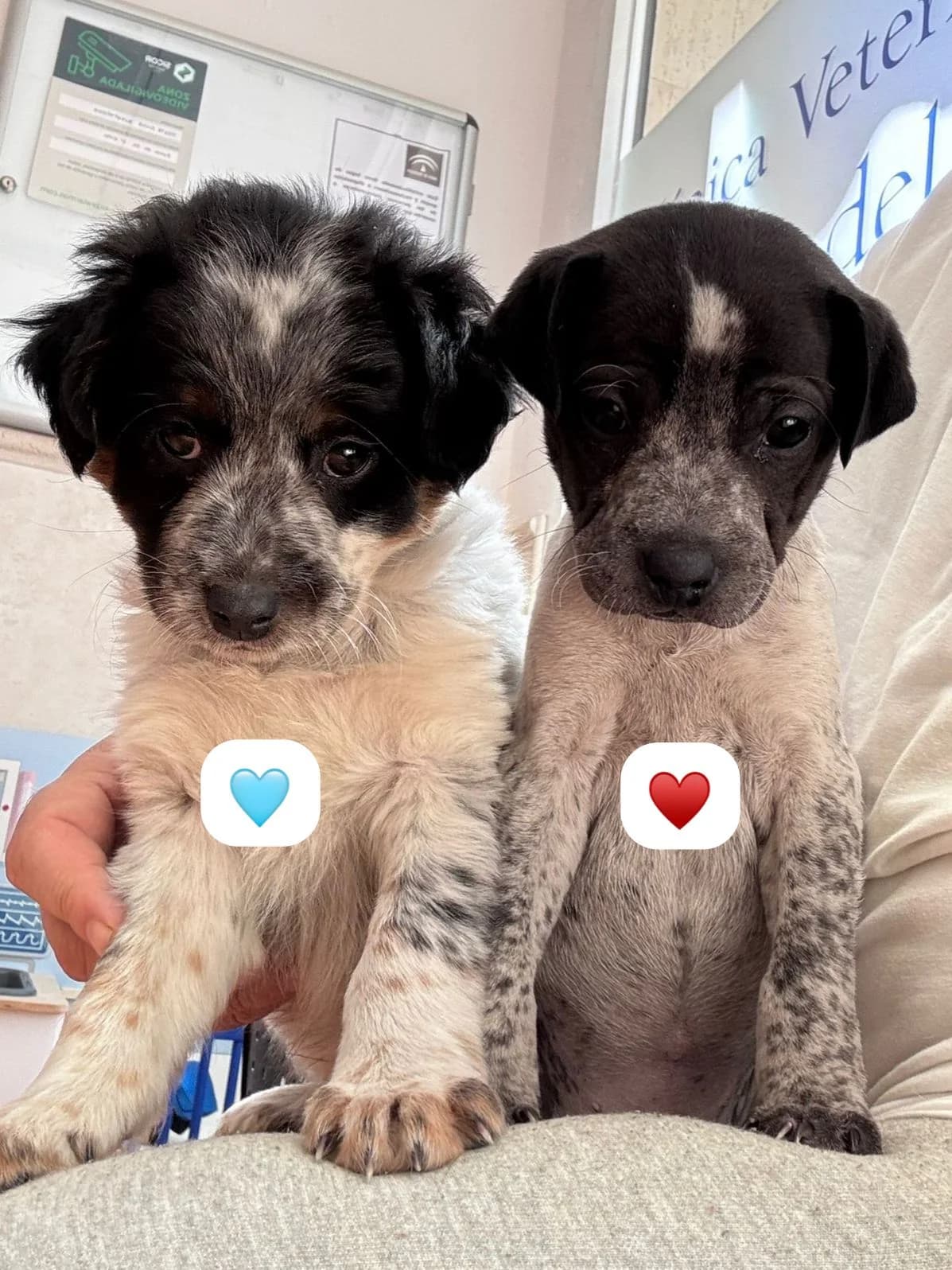 Leon und Leonie, female puppy mixed breed for adoption at Bretonen in Not e.V., Moschheim